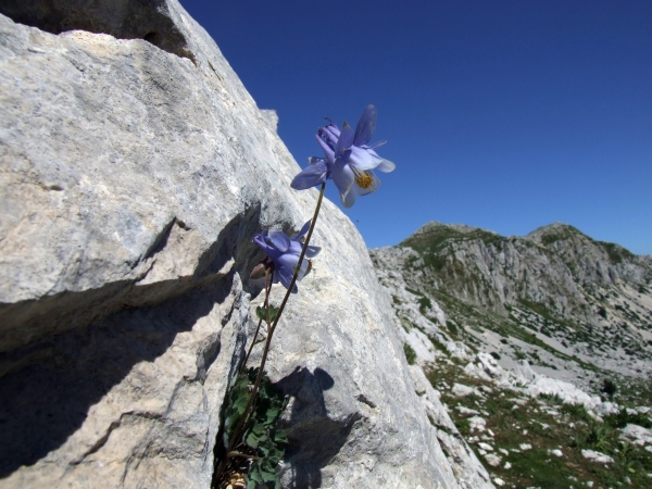 Aquilegia magellensis /  Aquilegia magellense